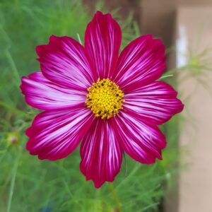 Cosmos pink mix- 25 seeds