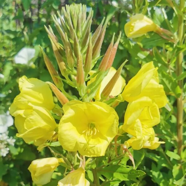Evening primrose - 200 seeds