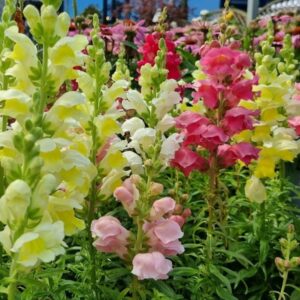 Snapdragon 'tom thumb' - 200 seeds