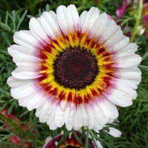 Chrysanthemum carinatum - 50 seeds