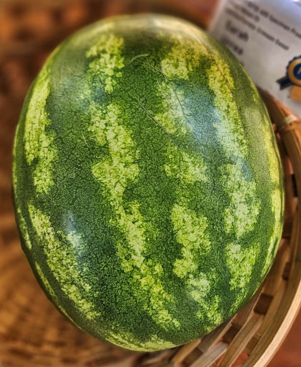 2024/11/Crimson_Sweet_watermelon.jpg Watermelon 'crimson sweet' - 10 seeds