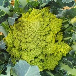 Cauliflower 'romanesco' - 50 seeds