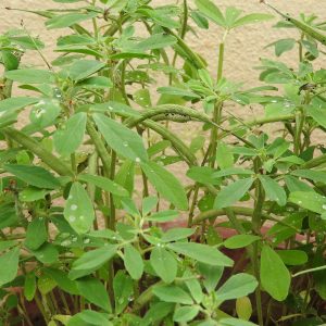 Fenugreek - 300 seeds