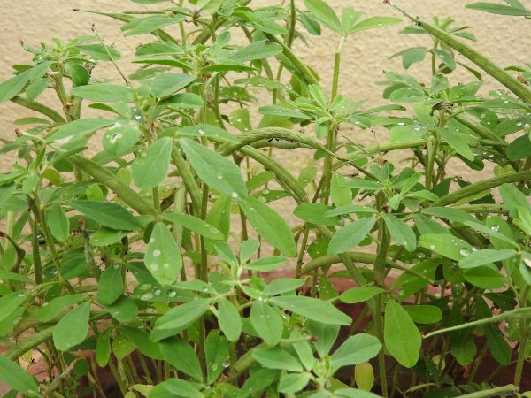 Fenugreek - 300 seeds