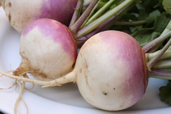 2024/11/Turnip_262202728129.jpg Turnip 'purple top' - 250 seeds