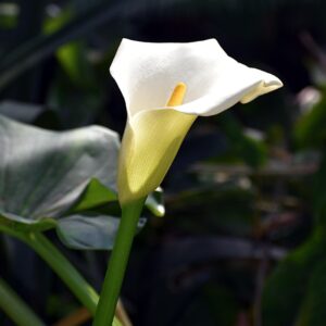 Arum lily (white) - 15 seeds