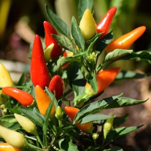 Tobasco chilli - 10 seeds