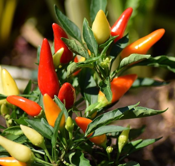 chili-pepper-1783761_1280 Tobasco chilli - 10 seeds