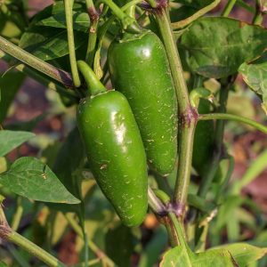 Jalapeno - 15 seeds