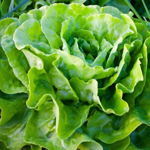 Butter lettuce 'attraction' - 200 seeds