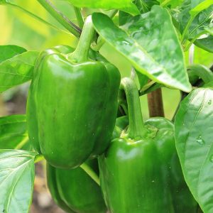 Bell pepper  - 20 seeds