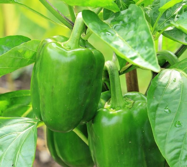 Bell pepper  - 20 seeds