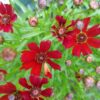 Coreopsis 'mahogany midget' - 25 seeds