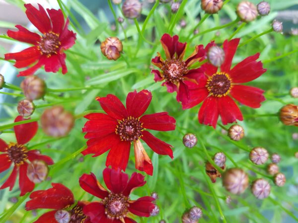 Coreopsis 'mahogany midget' - 25 seeds