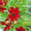Coreopsis 'mahogany midget' - 25 seeds