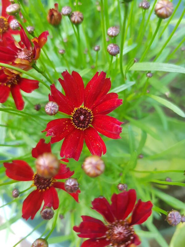 Coreopsis 'mahogany midget' - 25 seeds
