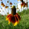 2025/05/20240826_152440.jpg Mexican hat flower - 25 seeds