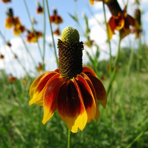 2025/05/20240826_152440.jpg Mexican hat flower - 25 seeds