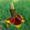 2025/05/20240826_152450.jpg Mexican hat flower - 25 seeds