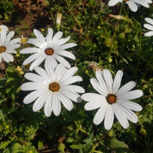 Dimorphotheca 'glistening white' - 20 seeds