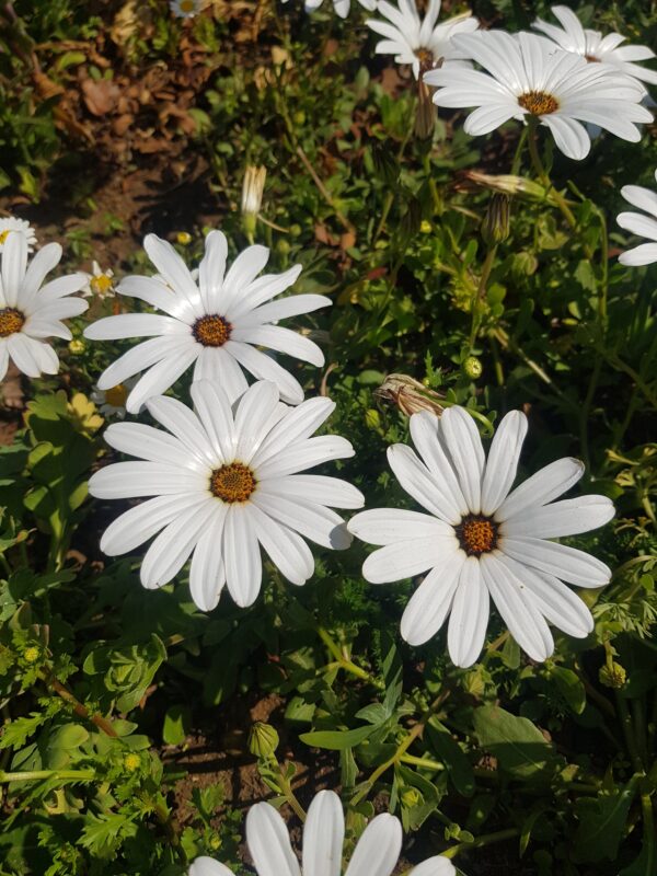 Dimorphotheca 'glistening white' - 20 seeds