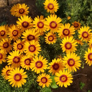 Ursinia anthemoides - 10 seeds