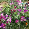 Sweetpea 'bijou' - 10 seeds