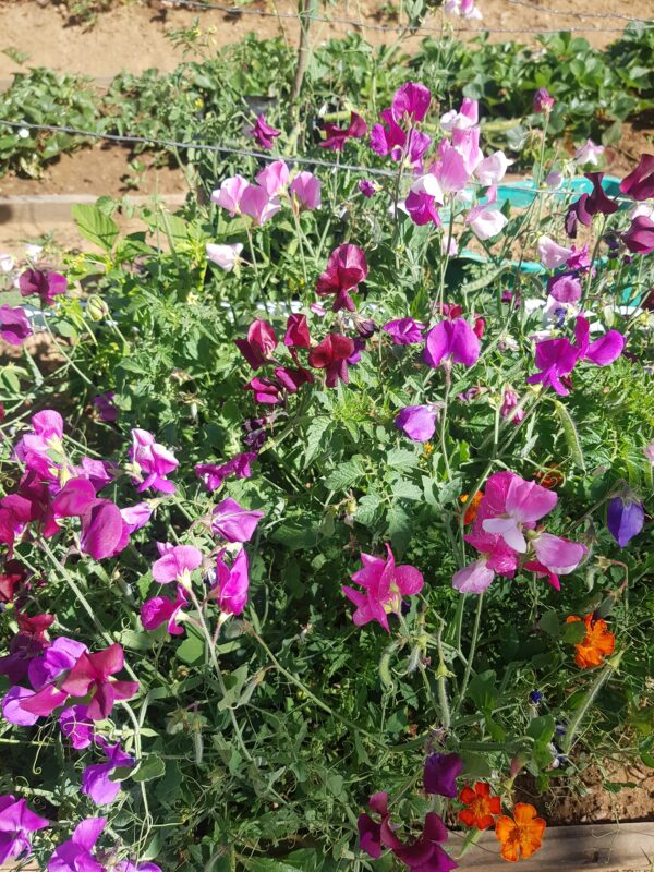 Sweetpea 'bijou' - 10 seeds