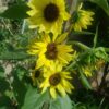 Sunflower 'lemon queen' - 25 seeds