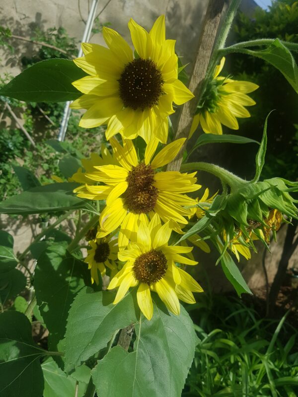 Sunflower 'lemon queen' - 25 seeds