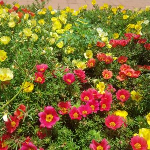 Portulaca grandiflora - 100 seeds