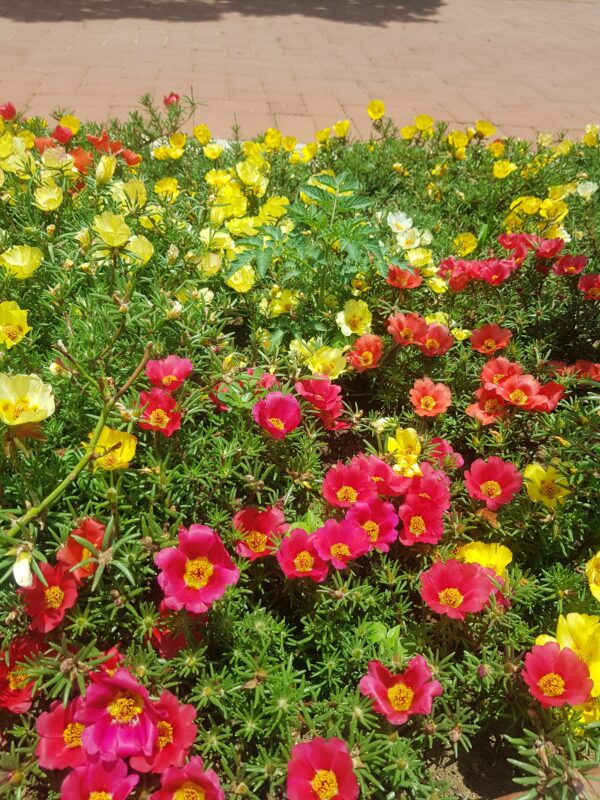 2025/05/20241220_121034-scaled.jpg Portulaca grandiflora - 100 seeds