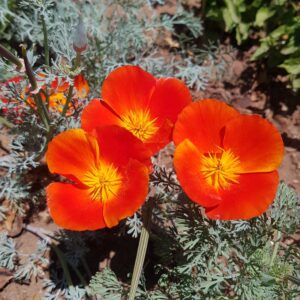Californian poppy 'red chief' - 25 seeds
