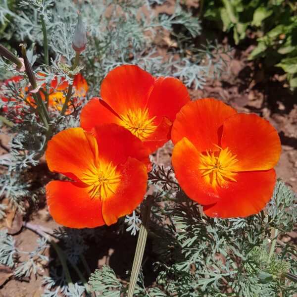 Californian poppy 'red chief' - 25 seeds