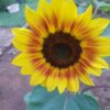 Sunflower 'evening sun' - 25 seeds