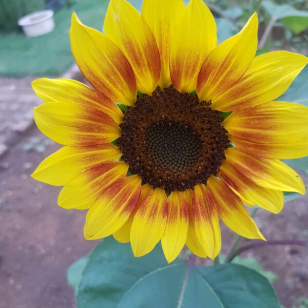 Sunflower 'evening sun' - 25 seeds