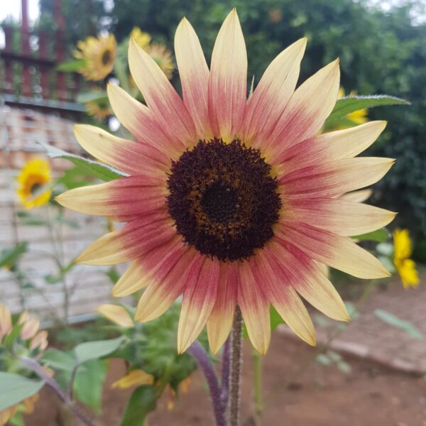Sunflower 'evening sun' - 25 seeds
