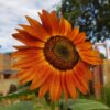 Sunflower 'evening sun' - 25 seeds