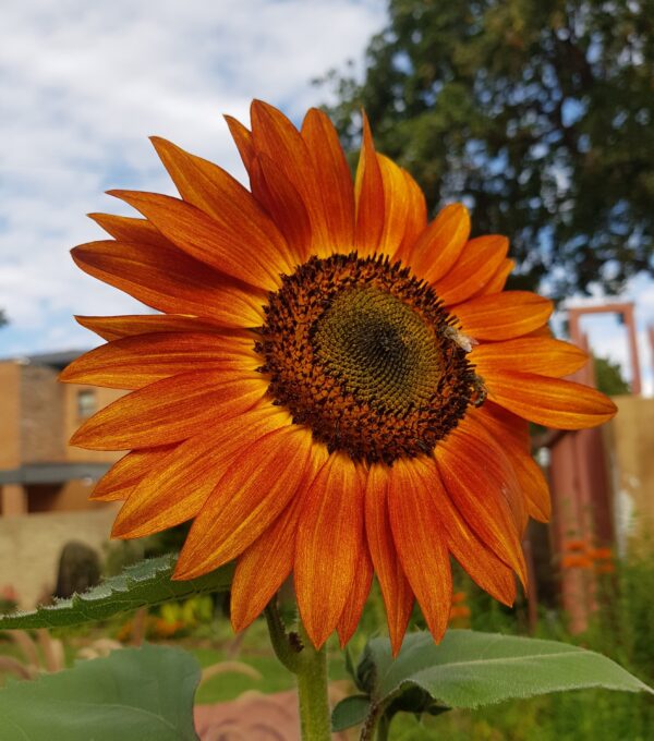 Sunflower 'evening sun' - 25 seeds