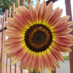 Sunflower 'evening sun' - 25 seeds