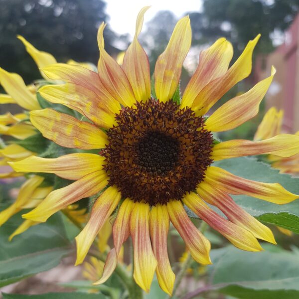 Sunflower 'evening sun' - 25 seeds