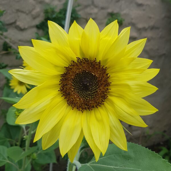Sunflower 'lemon queen' - 25 seeds