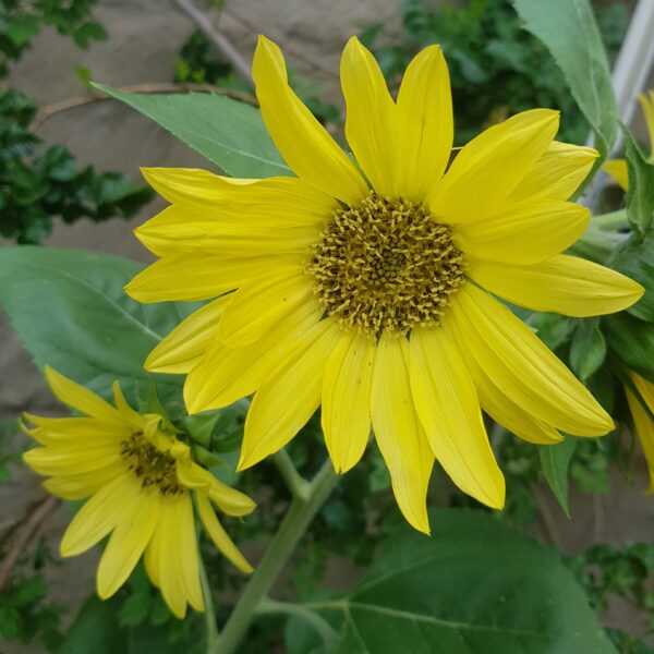 Sunflower 'lemon queen' - 25 seeds