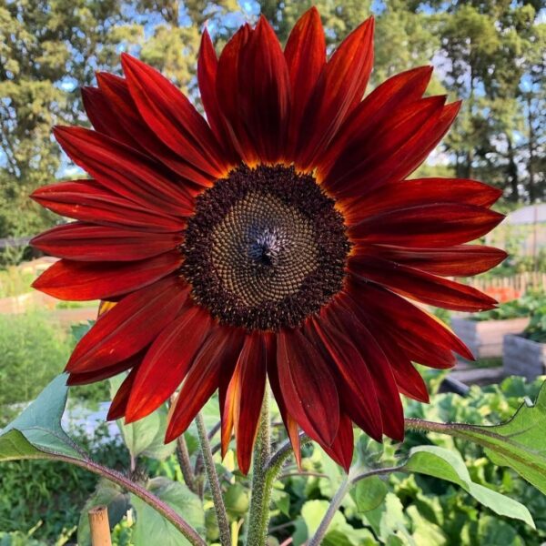 Sunflower 'red sun' - 15 seeds