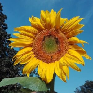 Sunflower 'titan' - 10 seeds