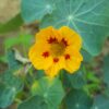 2025/05/20250508_213815.jpg Nasturtium 'ladybird mix' - 5 seeds