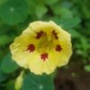 2025/05/20250508_213844.jpg Nasturtium 'ladybird mix' - 5 seeds