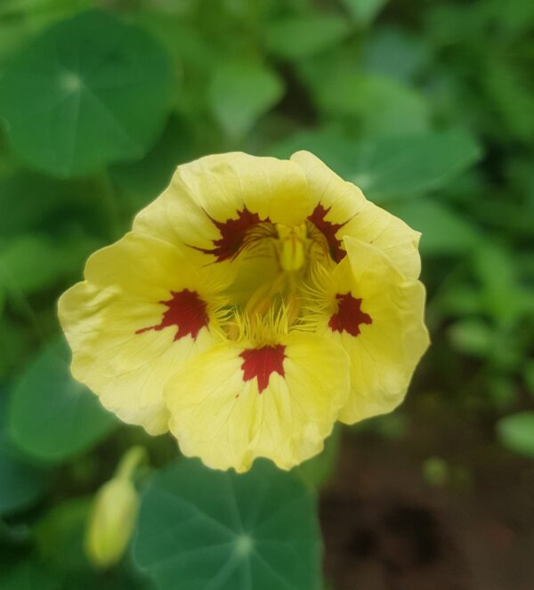 2025/05/20250508_213844.jpg Nasturtium 'ladybird mix' - 5 seeds