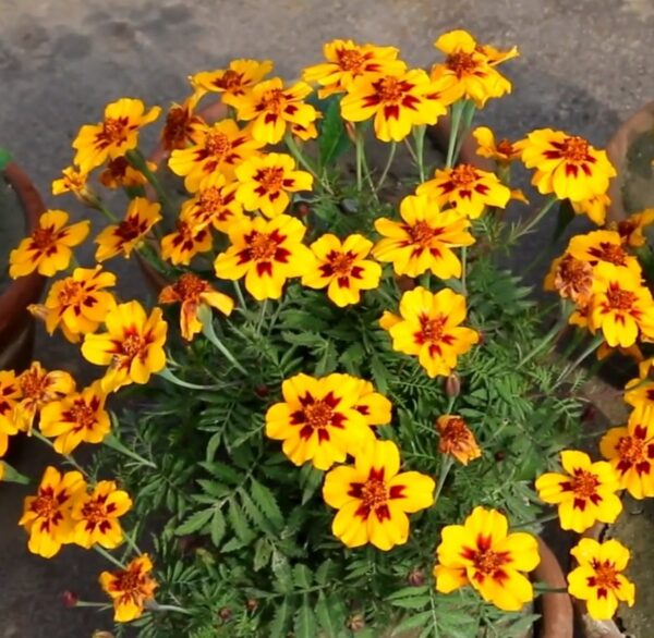 2025/05/20250508_214711-1.jpg Marigold 'naughty marietta' - 50 seeds