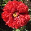 Papaver paeoniflorum poppy - 200 seeds